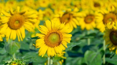 Çiçek açan ayçiçeği. Doğal arka planı olan ağaç ve bitki.