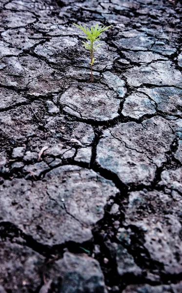 土壤水分干裂 世界环境日 拯救地球拯救生命 自然背景和质感 — 图库照片