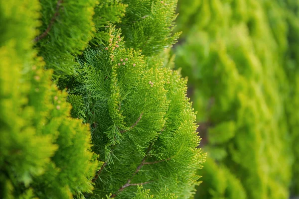 Piante Alberi Giardino Lascia Sfondo Carta Parati Naturale — Foto Stock