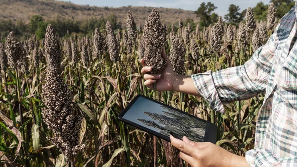 Landbouwers Die Tabletten Gebruiken Kwaliteit Van Landbouwgewassen Het Veld Controleren — Stockfoto