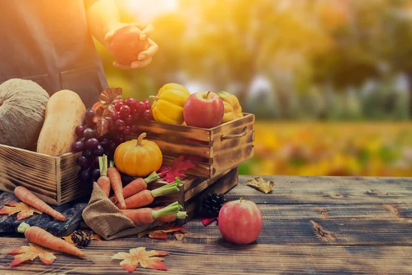 Θερισμός Καλαμποκιού Φθινοπωρινή Περίοδος Φρούτα Και Λαχανικά Ημέρα Των Ευχαριστιών — Φωτογραφία Αρχείου