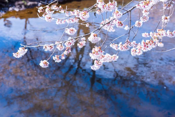 Sakura Japon Floraison Fleur Cerisier Dans Jardin Printemps — Photo