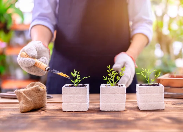 Gardener planting the tree and growth up. Home gardening nature and environment hobby. Relax and recreation on spring harvest season at home.