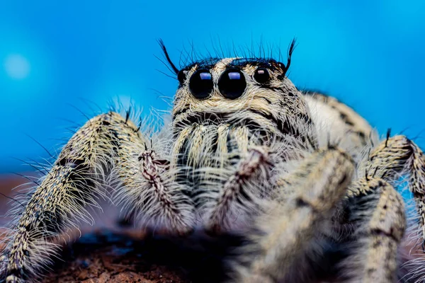 Крупним Планом Platycryptus Undatus Стрибає Павук Макро Фотографія Комах Тварин — стокове фото