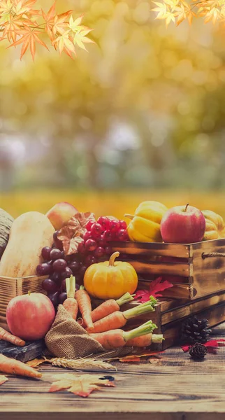 Colheita Outono Cornucópia Temporada Outono Com Frutas Vegetais Conceito Dia — Fotografia de Stock