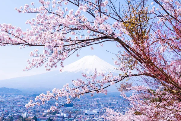 Sakura Baum Japan Blühende Kirschblüte Garten Frühling — Stockfoto