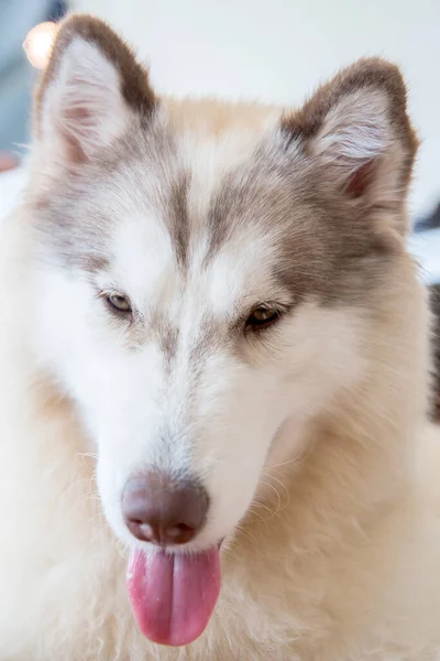 Siberiano Husky Cane Assonnato Grazioso Animale Domestico — Foto Stock