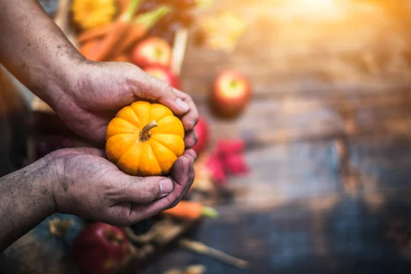 秋天收获的丰饶 秋天水果和蔬菜的季节 感恩节的概念 — 图库照片