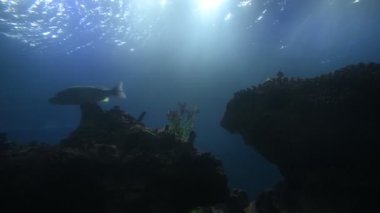 Asya 'daki su altı dünyası olarak balık ve bitkilerle dolu güzel bir akvaryumun yakın çekim görüntüleri.