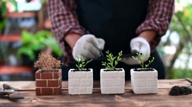 4 ağaç dikme ve 1 ölü ile yapılan deneylerin yakın çekim görüntüleri.