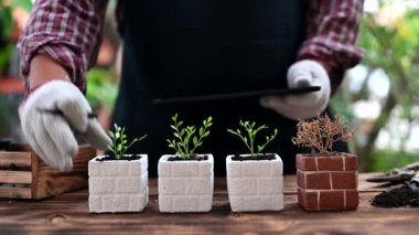 4 ağaç dikme ve 1 ölü ile yapılan deneylerin yakın çekim görüntüleri.