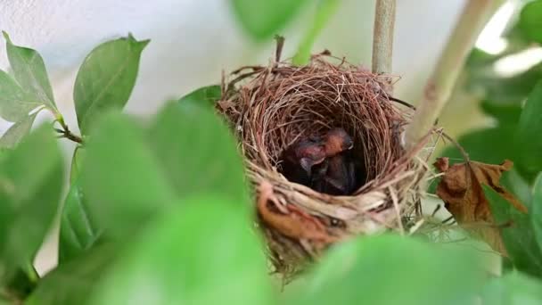 Close Footage New Born Bird Waiting Mom Feeding Nest — Stockvideo