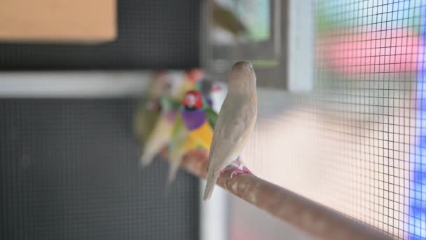 Imagens Close Papagaios Coloridos Bonitos Gaiola — Vídeo de Stock