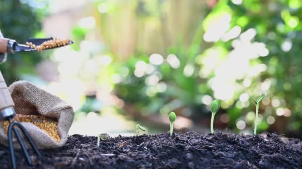 Close Footage Gardener Putting Fertilizer Soil Green Plants — Stockvideo