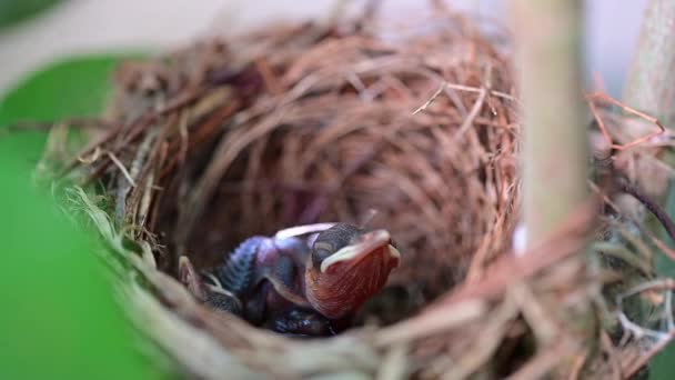 Close Imagens Pássaro Recém Nascido Espera Mamãe Alimentando Ninho — Vídeo de Stock