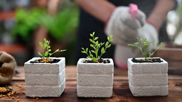 Close Footage Gardener Watering Plants Small Pots — Stock Video