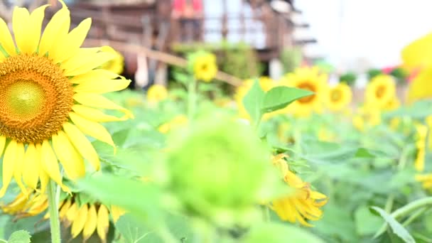 Nahaufnahme Von Blühenden Sonnenblumen Auf Dem Feld Sommer — Stockvideo