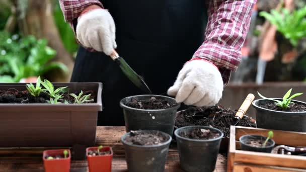 Imagens Close Jardineiro Colocando Solo Vasos — Vídeo de Stock