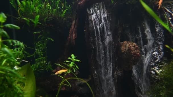 Közeli Felvétel Gyönyörű Akváriumról Halakkal Növényekkel Mint Víz Alatti Világ — Stock videók