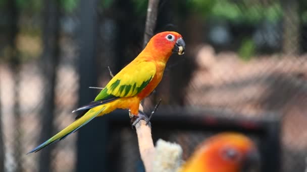 Nahaufnahmen Von Niedlichen Bunten Papageien Käfig — Stockvideo