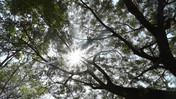 Vista Inferior Topos Árvore Frente Céu Claro — Vídeo de Stock