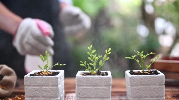 Plans Rapprochés Des Plantes Arrosage Des Jardiniers Dans Petits Pots — Video
