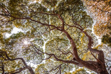 Dallı büyük Samanea saman ağacı