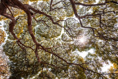 Dallı büyük Samanea saman ağacı