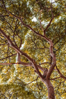 Dallı büyük Samanea saman ağacı