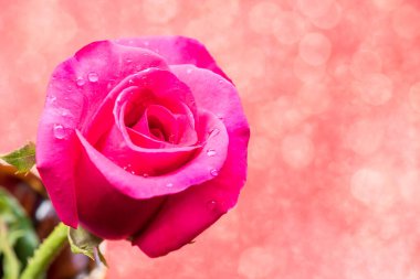 Sevgililer Günü için çiçek açan çiçek.