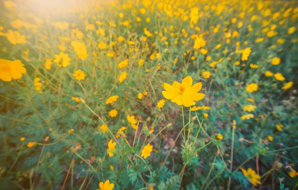 Nahaufnahme Von Schönen Blühenden Blumen Auf Dem Feld — Stockfoto