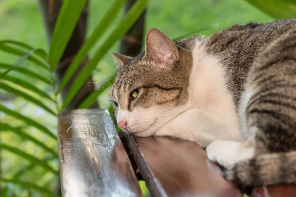Śpiący Kot Piękne Zwierzę Zwierzę Ogrodzie — Zdjęcie stockowe