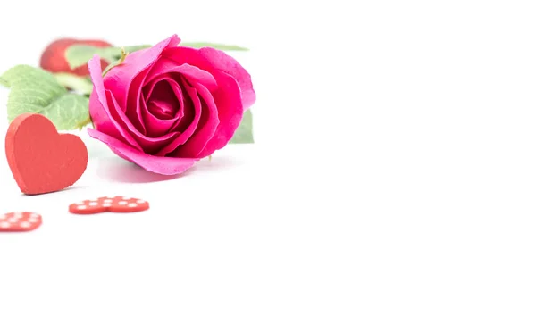 Flor Rosa Florescendo Para Fundo Dia Dos Namorados — Fotografia de Stock
