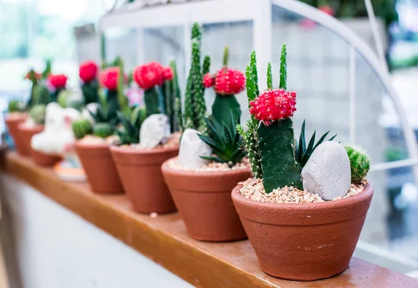 Primer Plano Hermosas Plantas Cactus —  Fotos de Stock