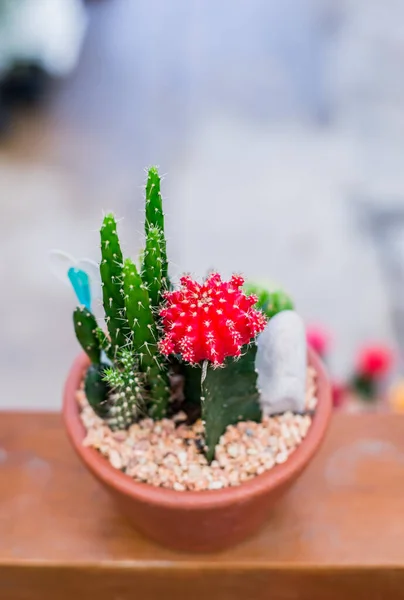 Primer Plano Hermosas Plantas Cactus —  Fotos de Stock