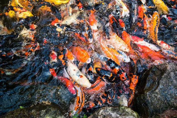 Alimentando Peixes Carpa Extravagantes Piscina — Fotografia de Stock