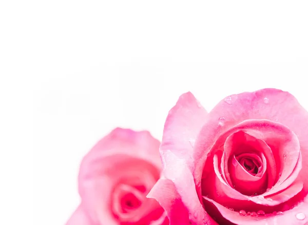 Sevgililer Günü Için Çiçek Açan Çiçek — Stok fotoğraf