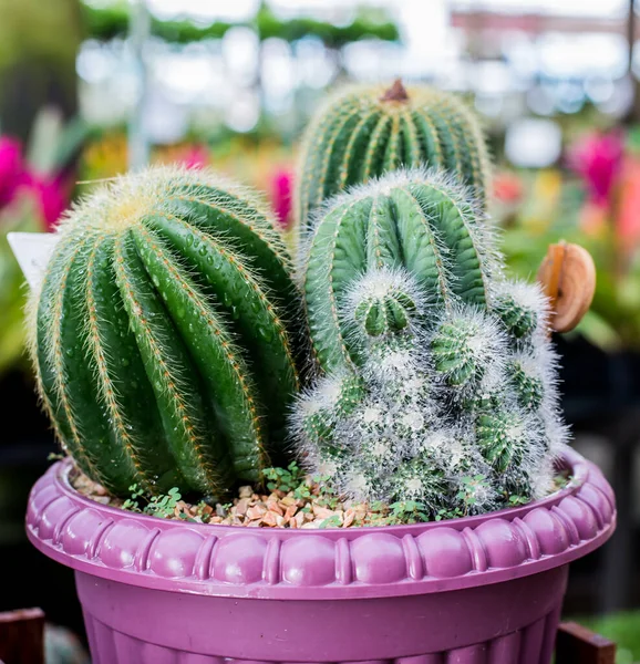 Närbild Bild Vackra Kaktusväxter — Stockfoto