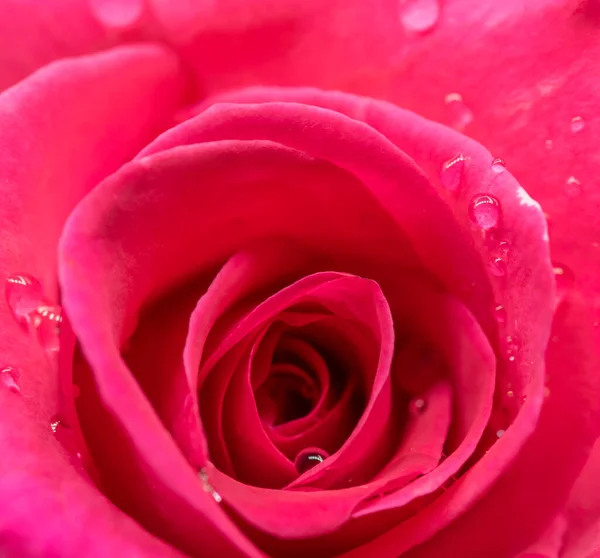 Flor Flor Rosa Para Fondo Del Día San Valentín —  Fotos de Stock