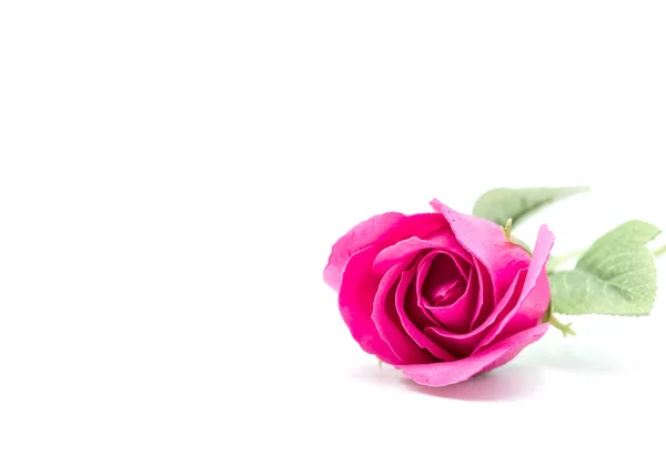 Blühende Rose Blume Für Valentinstag Hintergrund — Stockfoto