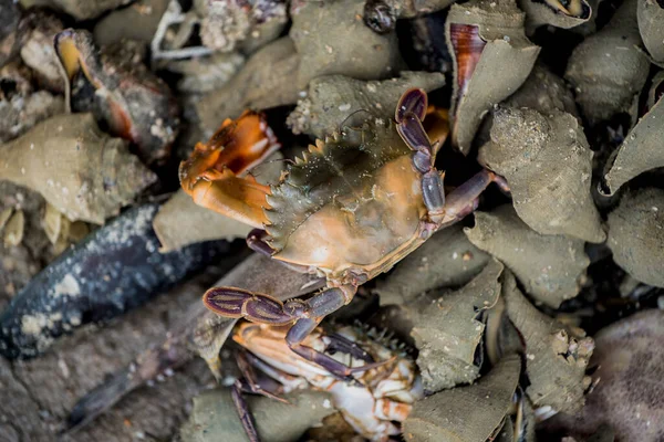 Dead Sea Animal Were Fished Sea — Stock Photo, Image