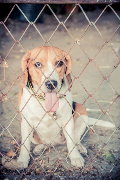 家养的动物和宠物 可爱的小猎犬 — 图库照片