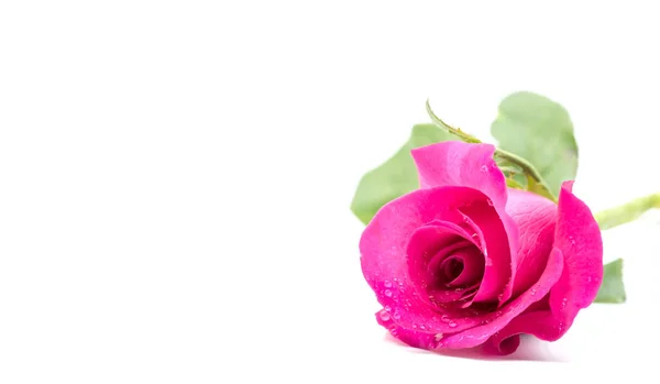 Flor Rosa Florescendo Para Fundo Dia Dos Namorados — Fotografia de Stock