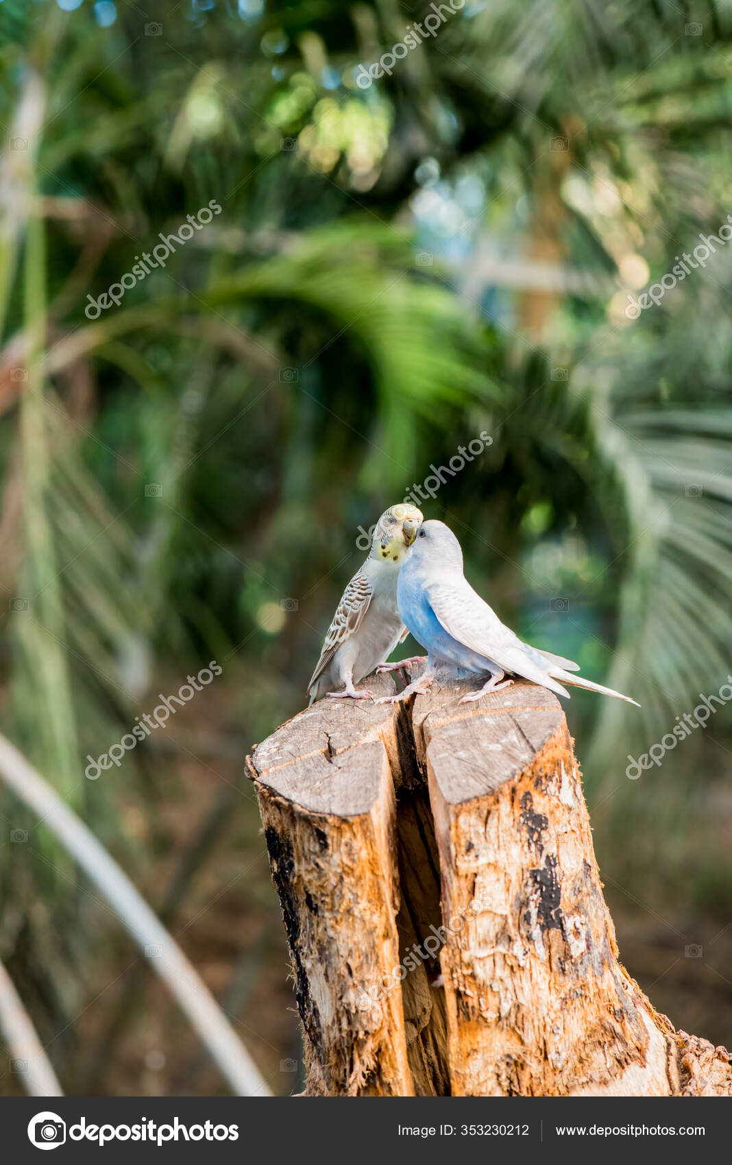 Lieblicher Vogel Tier Und Haustier Garten — Stockfoto