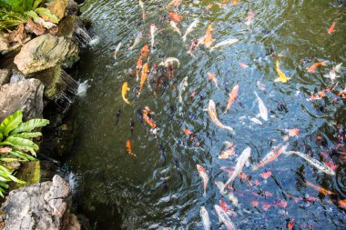 Havuzdaki süslü sazan balığını besliyor.