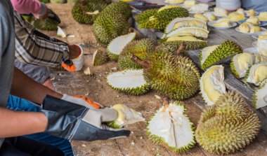 Durian 'ı bıçakla soymak. Tayland Kralı meyvesi