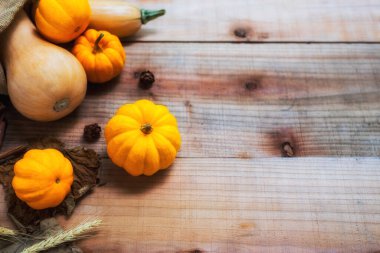 Şükran Günü için toplanan balkabaklarının yakın plan çekimleri.