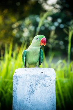 Şirin papağanın yakın plan fotoğrafı.