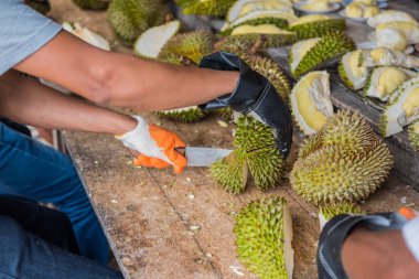 Durian 'ı bıçakla soymak. Tayland Kralı meyvesi