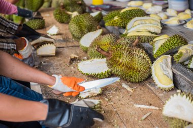 Durian 'ı bıçakla soymak. Tayland Kralı meyvesi